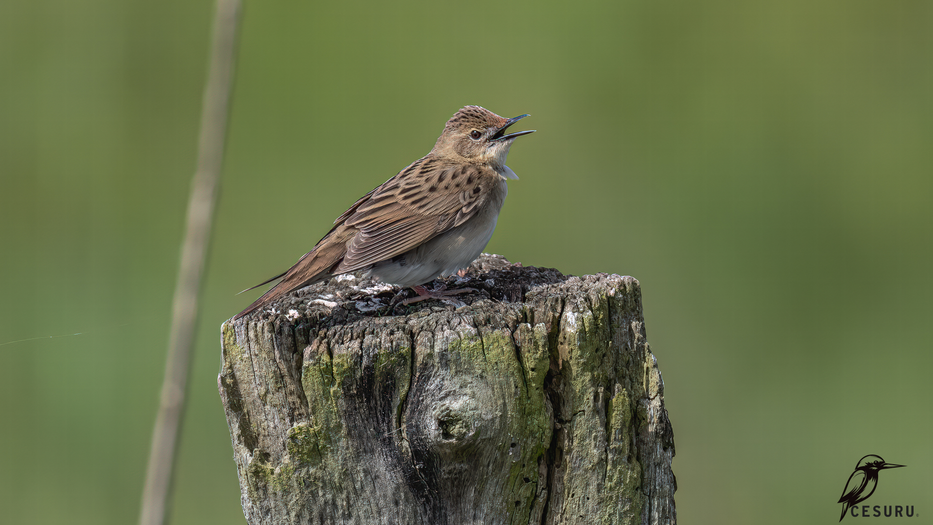 Common Grasshopper-Warbler